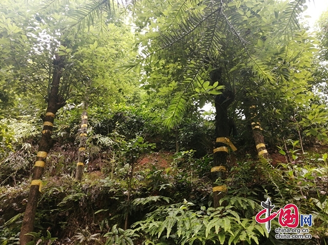 翠屏區：綠色發展新思路 鐵皮石斛“爬上樹”