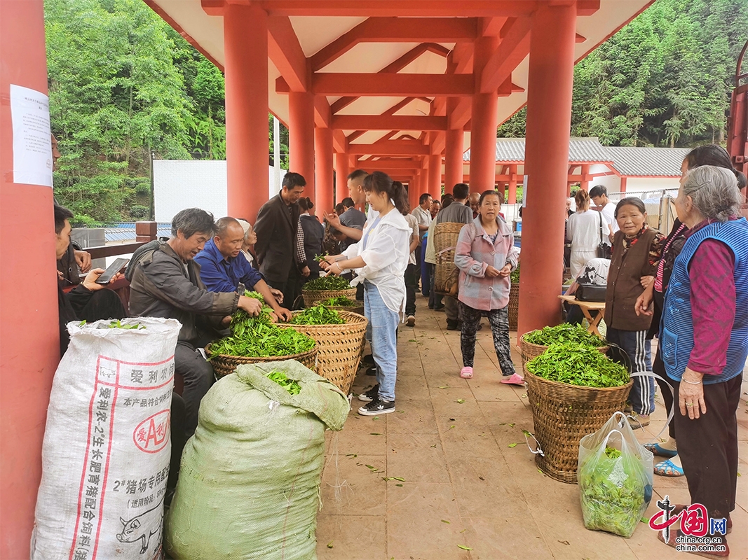 四川丹棱：茶葉市場交易旺 助農(nóng)增收產(chǎn)業(yè)旺