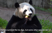 How to understand panda's diet shift from meat to bamboo? | Pandaful Q&A