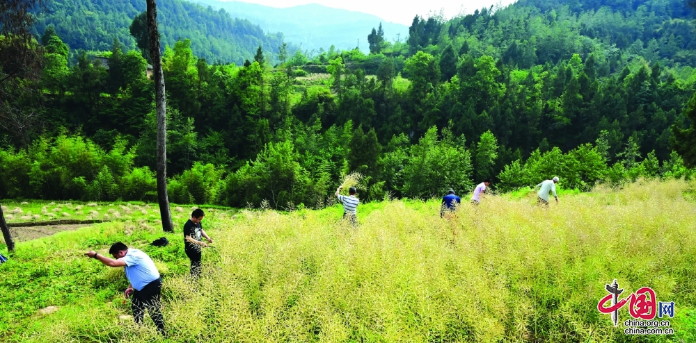 阆中市龙泉镇构溪社区：撂荒地成丰产田