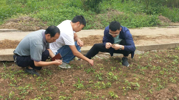 四川省林科院高级工程师贾晨受邀到射洪市指导香桂产业示范区科技示范及良种培育工作