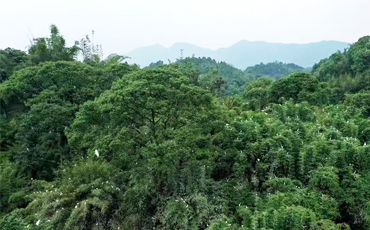 泸州纳溪区营地村成白鹭聚居点 上千只白鹭在此栖息