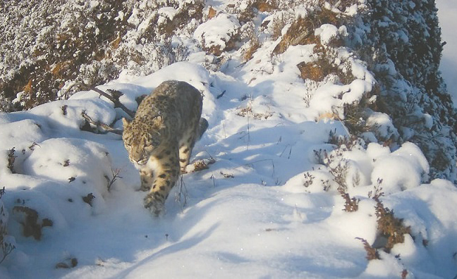 雪豹等国家一级保护动物 再次现身成都大熊猫国家公园