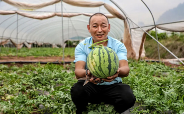 眉山天府新区：西瓜成熟季 瓜甜促增收