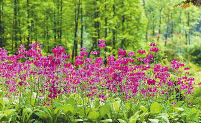 仲夏季的绚烂与芬芳