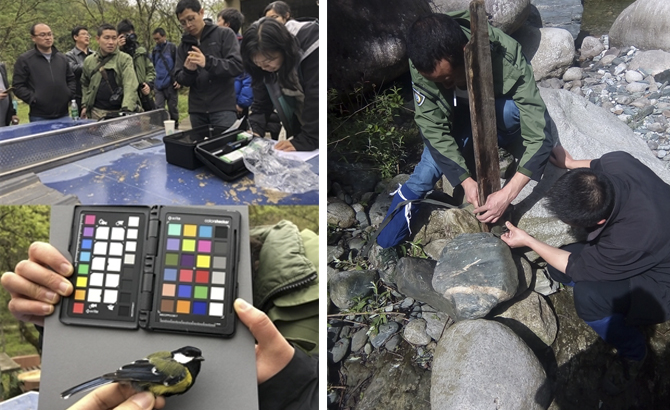 天鹅戴颈环引争议，如何追踪野生动物？四川保护区揭秘