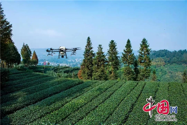 雅安雨城区：突出重点夯实基础 建设美丽宜居乡村