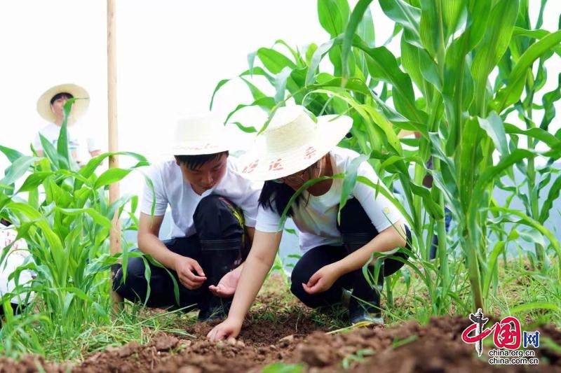 川北医学院的学生们正在田间地头劳作