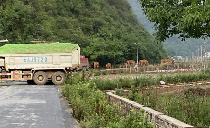 渣土车司机讲述围堵大象惊魂一幕：和它脸对脸足足10秒，既害怕又激动