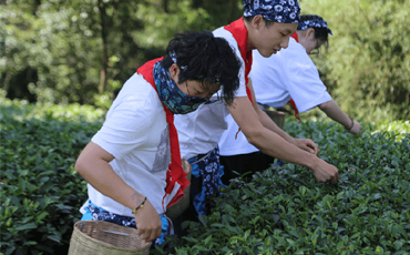 与茶会友 走进纳溪梅岭茶山公园