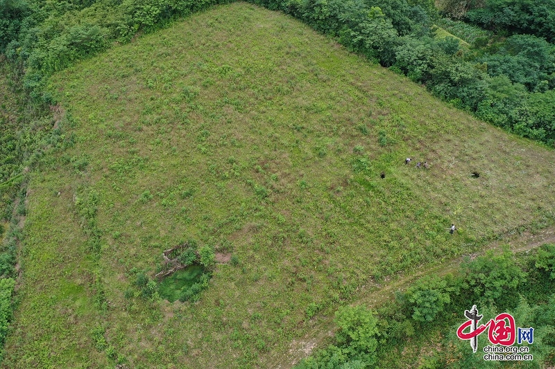 眉山市彭山區： 黨員帶頭髮展産業  助力荒山變“金山”