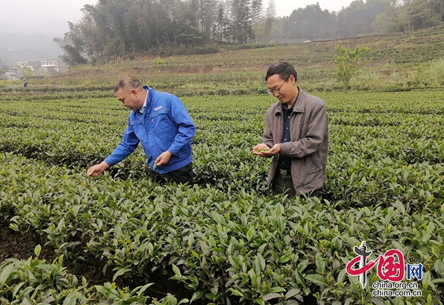 ​科技特派團成員李均指導筠連縣瑞鑫茶葉公司茶葉種植生産。