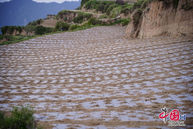 松潘縣若爾寨村：高半山里種萵筍 成就村民致富之路