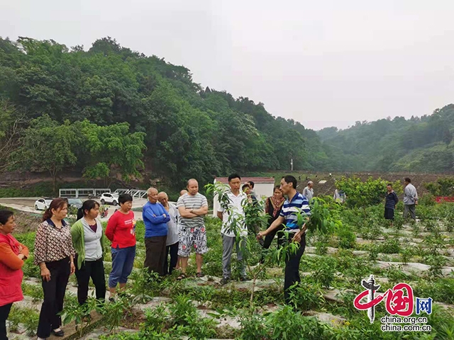 京坪村着力发展特色农产业。