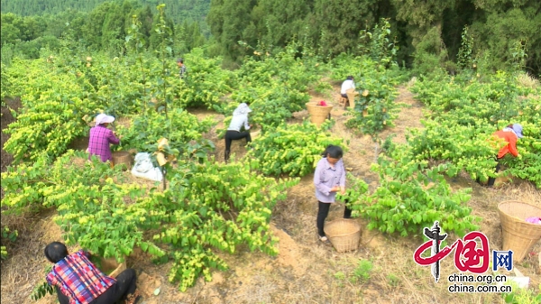 廣元昭化：“金銀”之花遍地開  