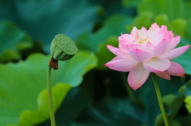 乡村旅游到西岸 夏花绚烂正当时