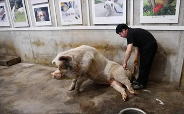 Strong Pig, amazing earthquake survivor, dies