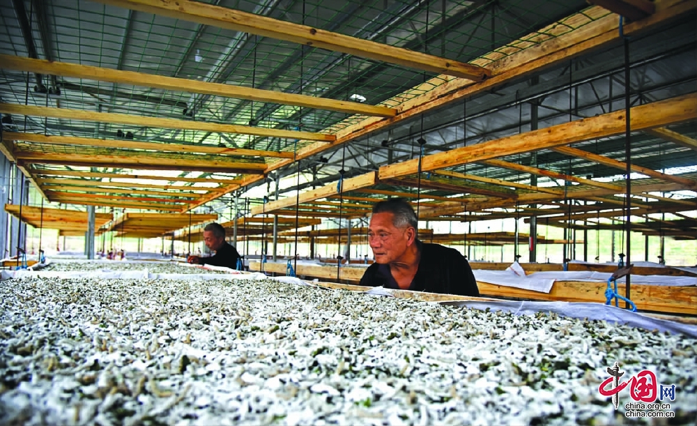 儀隴縣把蠶桑産業列為五大主導産業之一