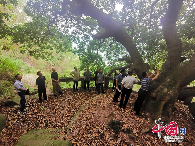 宜賓市人大常委會到敘州區開展《四川省古樹名木保護條例》執法檢查