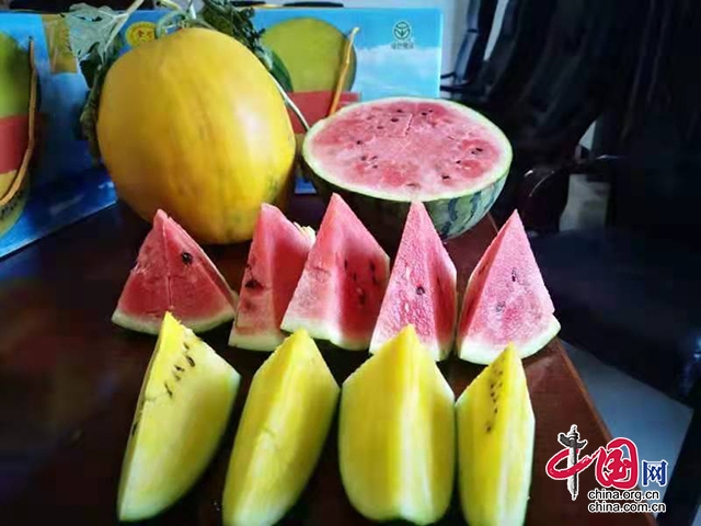 宜賓三江新區羅龍街道：西瓜大豐收 “甜”入瓜農心