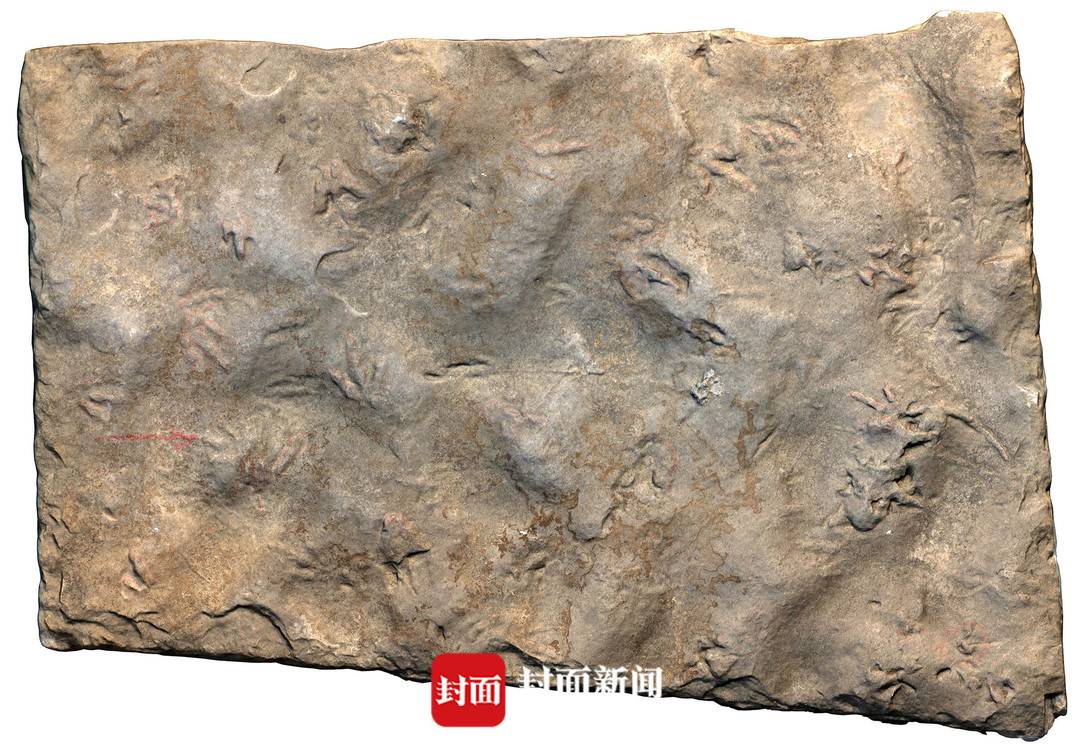 四川自贡发现中国最小恐龙足迹 “麻雀恐龙”脚印约10毫米比1角硬币还小