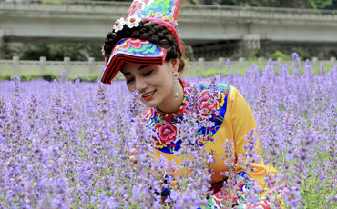 茂县：又见紫色薰衣草花海 承包你整个夏天的浪漫