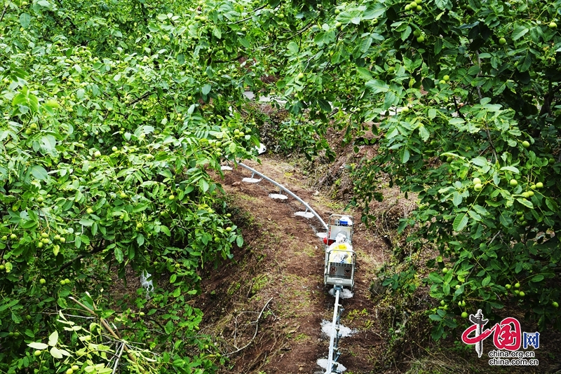 四川廣元：朝天核桃有了“核科技”