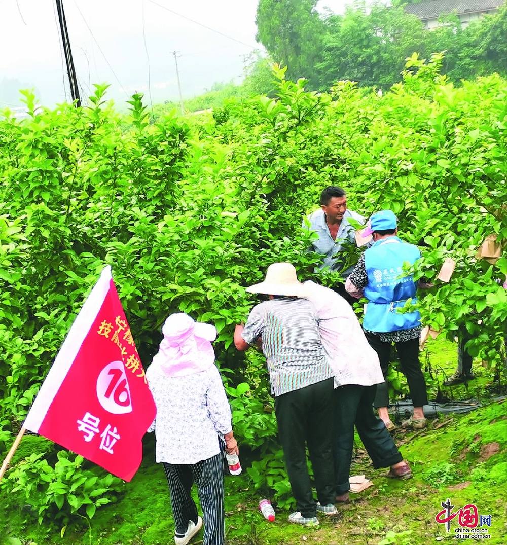 嘉陵区举办水果套袋技能大赛