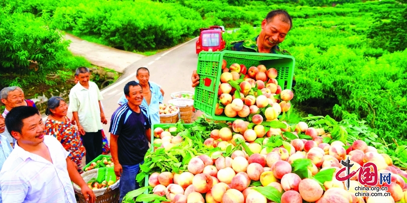 桃花源里说丰年 西充县10万亩香桃成熟