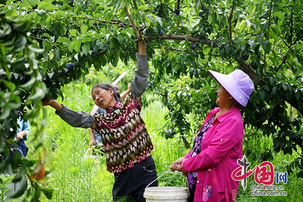 廣元朝天：生態有機“鳳凰李”助農增收“致富果”