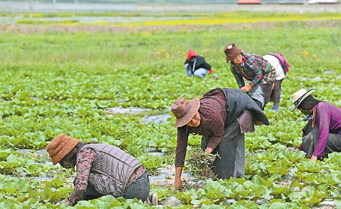 高原生态蔬菜种植助力乡村振兴