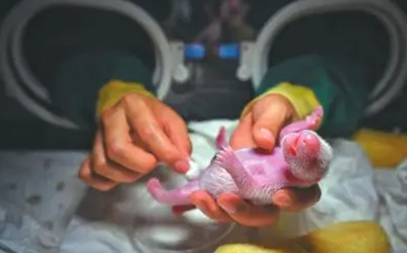 Two pairs of panda twins born on same day in China’s Sichuan