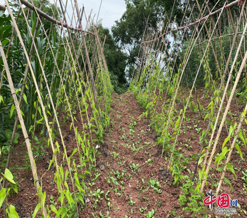 用好黨建“領航指揮棒”，“一碗果蔬”也能掀起“致富浪”！