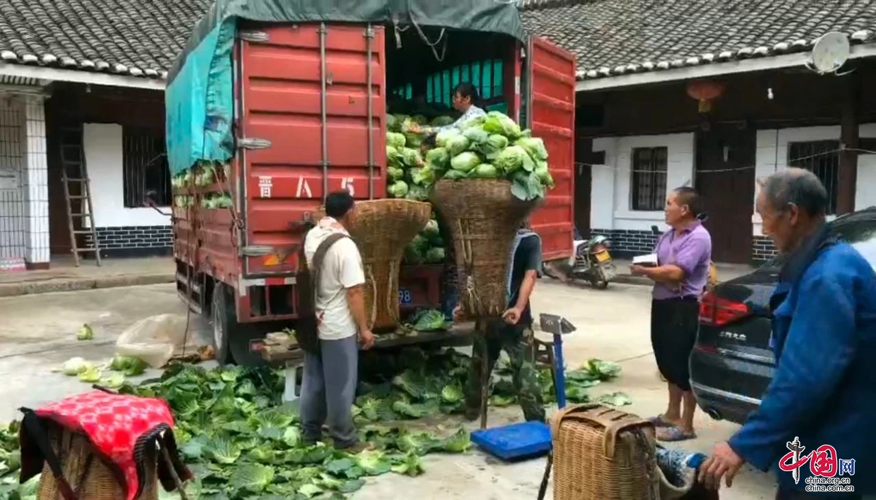 廣元朝天6萬斤甘藍馳援河南災區