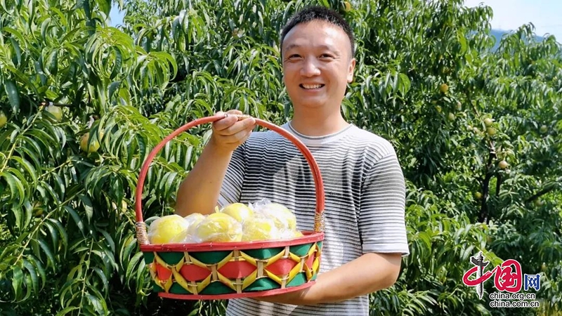 鄉村振興|雨城區殷家村的黃桃熟了！