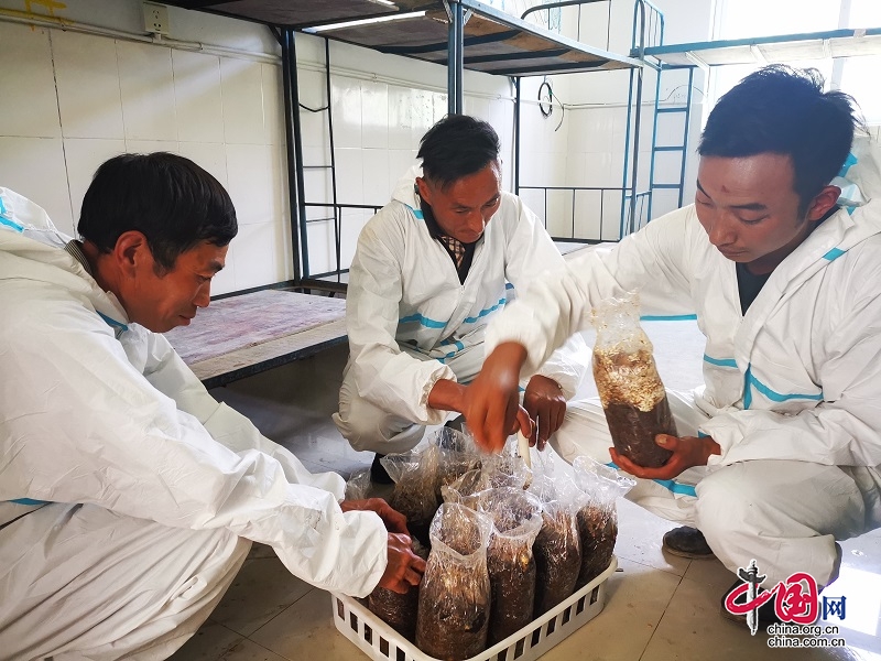 茂縣利用廢棄果木枝“變廢為寶”種植食用菌初見成效