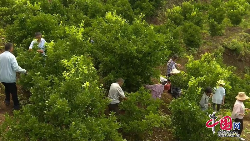 岳池：中药材产业挑起乡村振兴大梁