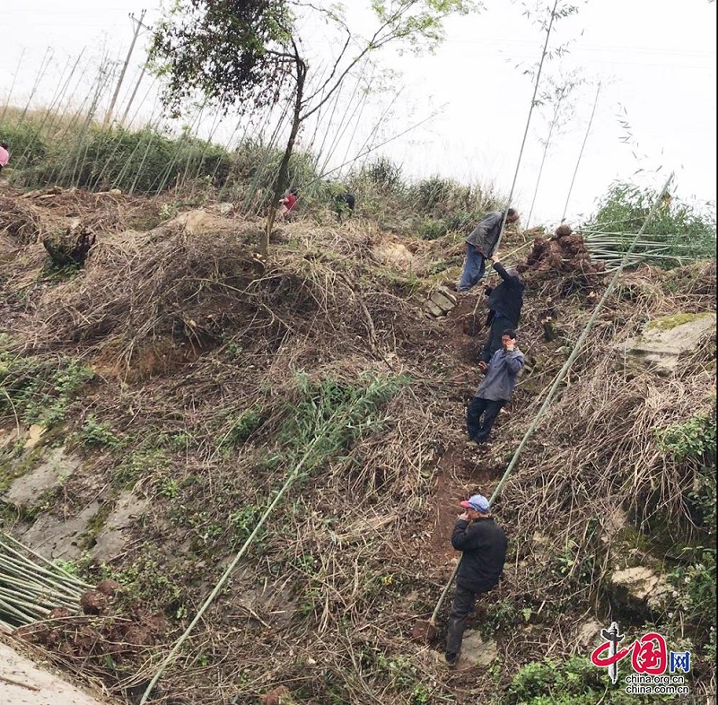 邻水县植树造林进行时 谱写生态环保新篇章