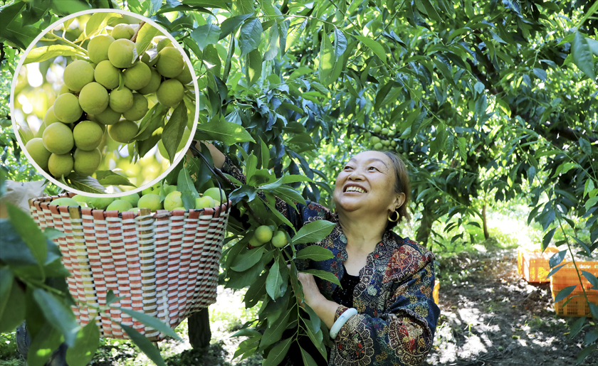 茂县5万亩青脆李成熟上市