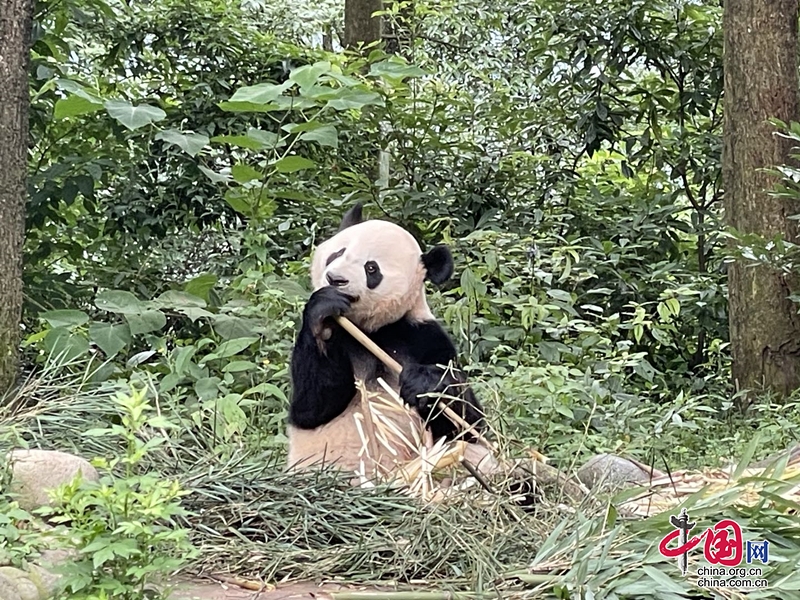 天府旅遊名縣|建國以來，75%的大熊貓“外交官”從這裡走向世界！