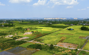 眉山市彭山区 生态环境好 稻田白鹭飞