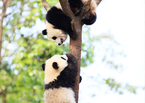 生态颐养地 国际熊猫城