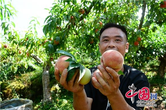 重庆酉阳：苹果桃香满园绕 致富笑容绽脸上