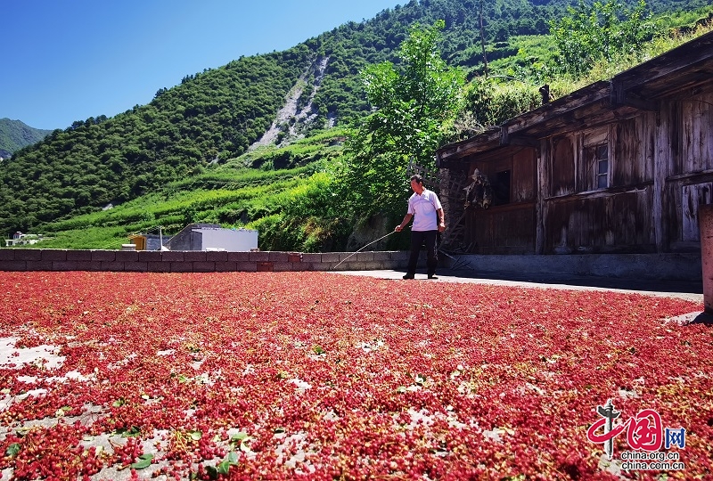 茂縣“大紅袍”花椒成熟上市 預(yù)計(jì)產(chǎn)量可達(dá)780噸