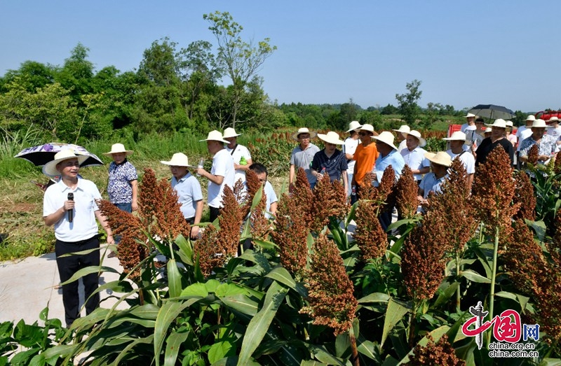 南充市农科院多方联动 促进高粱种植产业再上新台阶