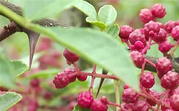 汉源县：宜东镇花椒产业助力乡村振兴提质增效