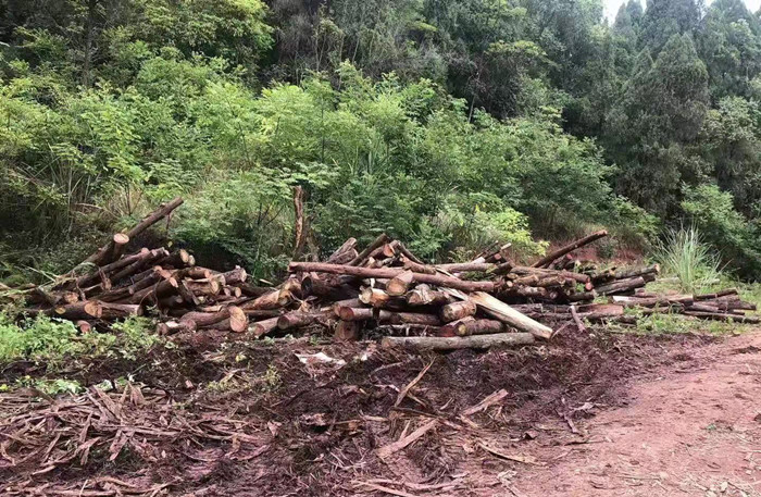 600多棵柏树被砍！船山公安破获滥伐林木案并抓获6名嫌疑人