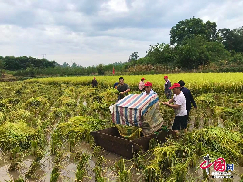 自贡高新：活跃在秋收稻田的“小红帽” 