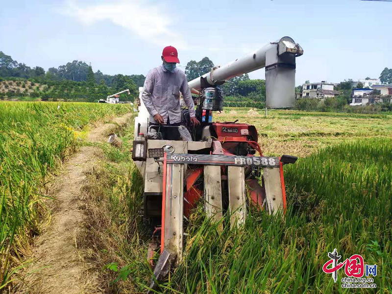 防疫不誤農時 水稻全面開鐮收割