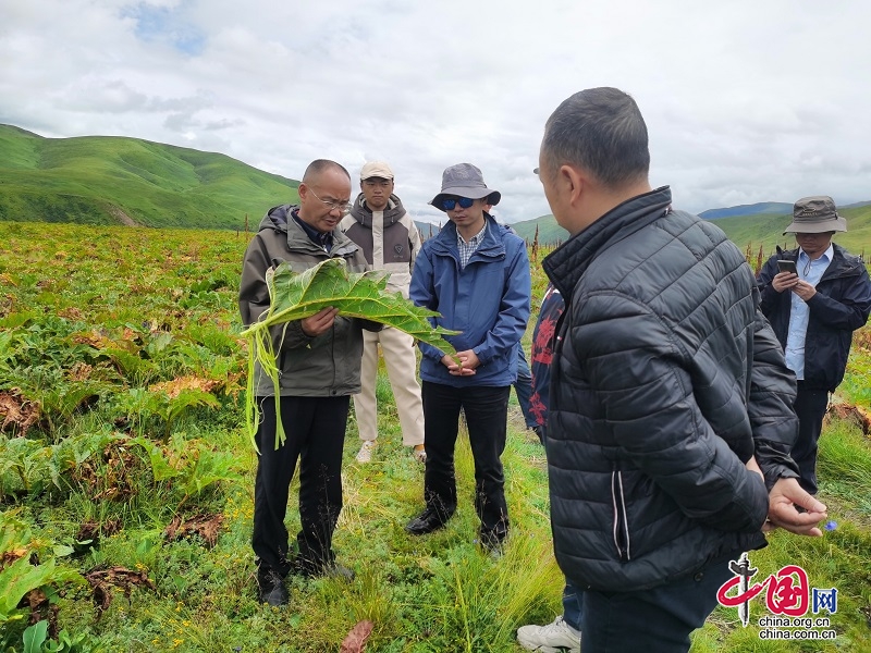 苦大黄种出甜日子 色达县中药种植实现双赢 - 甘孜州